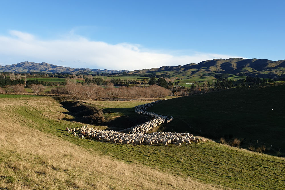 Henderson organic sheep