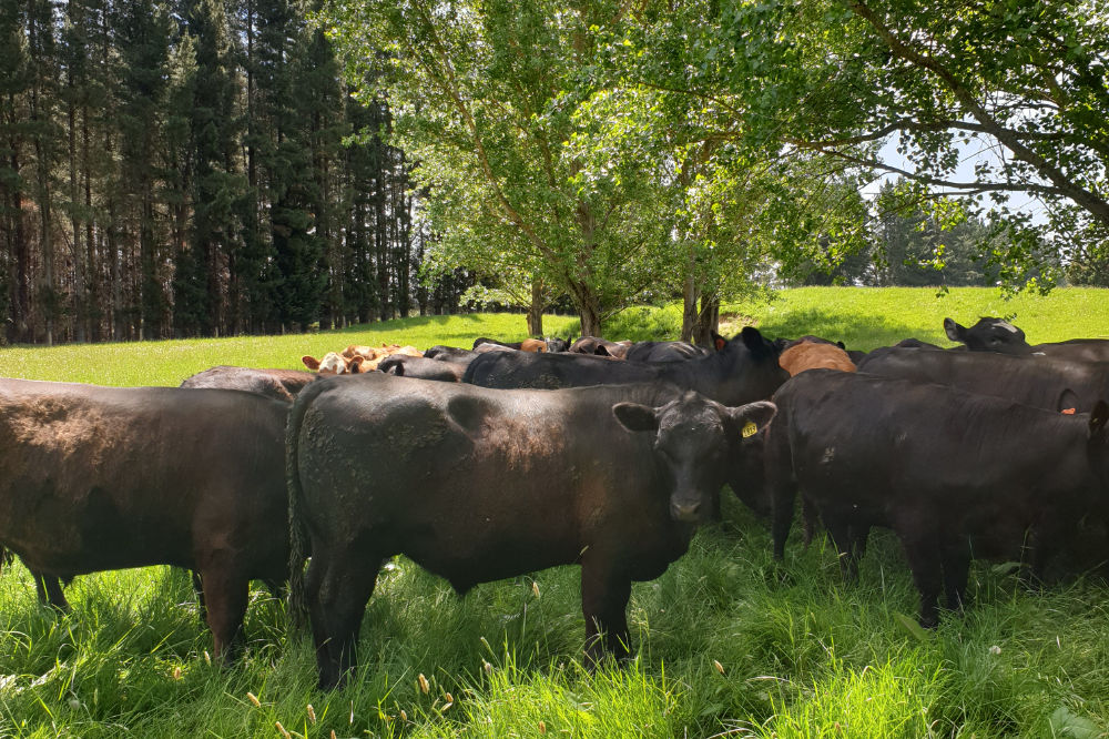 Henderson organic cattle