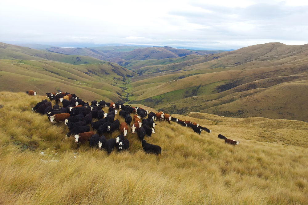 Cattle graze high country