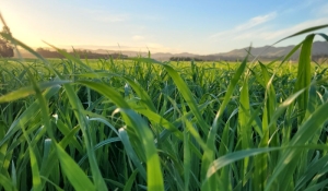 Lush organic crop