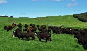 Hazlett beef cattle